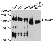 CENTD2 / ARAP1 Antibody - Western blot analysis of extracts of various cell lines, using ARAP1 antibody at 1:1000 dilution. The secondary antibody used was an HRP Goat Anti-Rabbit IgG (H+L) at 1:10000 dilution. Lysates were loaded 25ug per lane and 3% nonfat dry milk in TBST was used for blocking. An ECL Kit was used for detection and the exposure time was 90s.