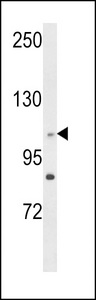 CEP128 Antibody - Western blot of C14orf145 Antibody in HL-60 cell line lysates (35 ug/lane). C14orf145 (arrow) was detected using the purified antibody.