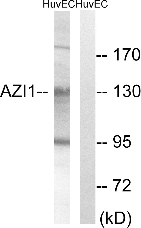 CEP131 / AZI1 Antibody - Western blot analysis of lysates from HUVEC cells, using AZI1 Antibody. The lane on the right is blocked with the synthesized peptide.