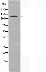 CEP131 / AZI1 Antibody - Western blot analysis of extracts of HuvEc cells using AZI1 antibody.