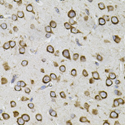 CEP164 Antibody - Immunohistochemistry of paraffin-embedded mouse brain tissue.