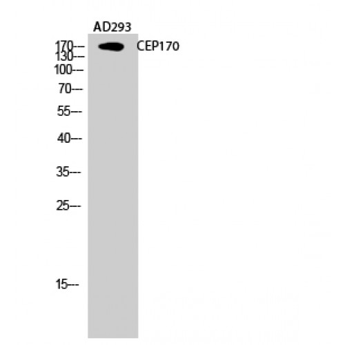 CEP170 Antibody - Western blot of CEP170 antibody
