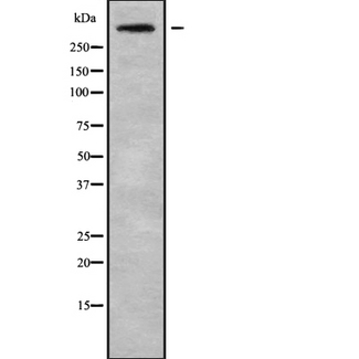 CEP250 / C-NAP1 Antibody - Western blot analysis of CEP250 using RAW264.7 whole cells lysates
