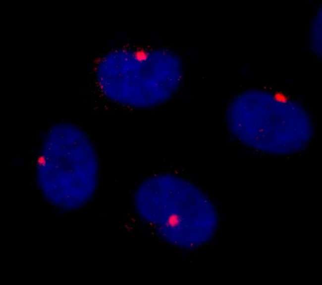 CEP290 Antibody - Detection of Human CEP290 by Immunocytochemistry. Sample: NBF-fixed asynchronous HeLa cells. Antibody: Affinity purified rabbit anti-CEP290 (-2) used at a dilution of 1:250. Detection: Red-fluorescent goat anti-rabbit IgG cross-adsorbed Antibody DyLight 594 (A120-601D4) used at a dilution of 1:100.
