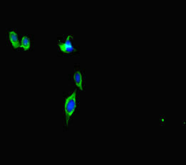 CEP290 Antibody - Immunofluorescent analysis of HeLa cells diluted at 1:100 and Alexa Fluor 488-congugated AffiniPure Goat Anti-Rabbit IgG(H+L)