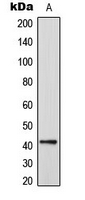 CEP41 / TSGA14 Antibody - Western blot analysis of CEP41 expression in HeLa (A) whole cell lysates.