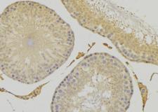CEP41 / TSGA14 Antibody - 1:100 staining rat testis tissue by IHC-P. The sample was formaldehyde fixed and a heat mediated antigen retrieval step in citrate buffer was performed. The sample was then blocked and incubated with the antibody for 1.5 hours at 22°C. An HRP conjugated goat anti-rabbit antibody was used as the secondary.