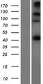 CEP44 / KIAA1712 Protein - Western validation with an anti-DDK antibody * L: Control HEK293 lysate R: Over-expression lysate