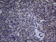 CEP55 Antibody - Immunohistochemical staining of paraffin-embedded Human pancreas tissue within the normal limits using anti-CEP55 mouse monoclonal antibody. (Heat-induced epitope retrieval by 1mM EDTA in 10mM Tris buffer. (pH8.5) at 120°C for 3 min. (1:150)