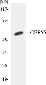 CEP55 Antibody - Western blot analysis of the lysates from COLO205 cells using CEP55 antibody.