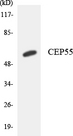 CEP55 Antibody - Western blot analysis of the lysates from COLO205 cells using CEP55 antibody.