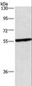 CEP55 Antibody - Western blot analysis of HeLa cell, using CEP55 Polyclonal Antibody at dilution of 1:550.