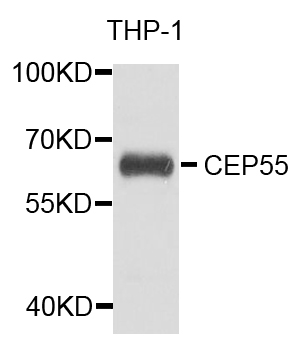 CEP55 Antibody - Western blot analysis of extract of various cells.