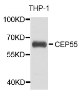 CEP55 Antibody - Western blot analysis of extract of various cells.