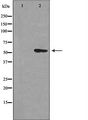 CEP55 Antibody - Western blot analysis of extracts of HuvEc cells using CEP55 antibody. The lane on the left is treated with the antigen-specific peptide.