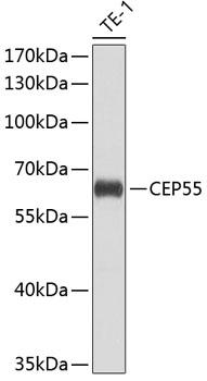 CEP55 Antibody - Western blot analysis of extracts of THP-1 cells using CEP55 Polyclonal Antibody at dilution of 1:1000.