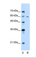 CEP55 Antibody - Lane A: Marker. Lane B: 721B cell lysate. Antibody concentration: 0.25 ug/ml. Gel concentration: 12%.  This image was taken for the unconjugated form of this product. Other forms have not been tested.