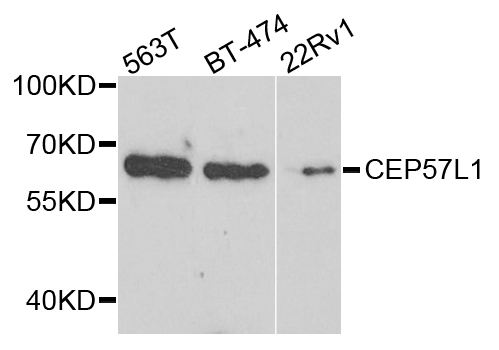 CEP57L1 Antibody - Western blot analysis of extract of various cells.