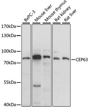 CEP63 Antibody - Western blot analysis of extracts of various cell lines using CEP63 Polyclonal Antibody at dilution of 1:1000.