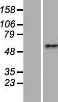 CEP63 Protein - Western validation with an anti-DDK antibody * L: Control HEK293 lysate R: Over-expression lysate