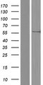 CEP63 Protein - Western validation with an anti-DDK antibody * L: Control HEK293 lysate R: Over-expression lysate