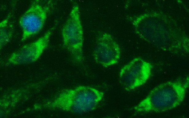CEP68 Antibody - Immunofluorescent staining of HeLa cells using anti-CEP68 mouse monoclonal antibody.