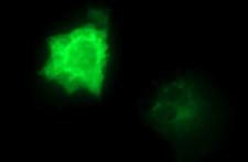 CEP68 Antibody - Anti-CEP68 mouse monoclonal antibody immunofluorescent staining of COS7 cells transiently transfected by pCMV6-ENTRY CEP68.