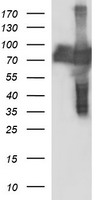 CEP68 Antibody - HEK293T cells were transfected with the pCMV6-ENTRY control (Left lane) or pCMV6-ENTRY CEP68 (Right lane) cDNA for 48 hrs and lysed. Equivalent amounts of cell lysates (5 ug per lane) were separated by SDS-PAGE and immunoblotted with anti-CEP68.