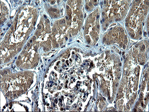 CEP68 Antibody - IHC of paraffin-embedded Human Kidney tissue using anti-CEP68 mouse monoclonal antibody. (Heat-induced epitope retrieval by 1 mM EDTA in 10mM Tris, pH8.5, 120°C for 3min).
