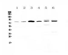 CEP68 Antibody - Western blot - Anti-CEP68 Picoband antibody