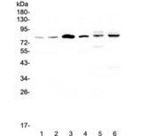CEP68 Antibody - Western blot testing of human 1) HeLa, 2) COLO-320, 3) SK-O-V3, 4) Jurkat, 5) rat heart and 6) mouse heart lysate with CEP68 antibody at 0.5ug/ml. Predicted molecular weight ~81 kDa (isoform 1), ~67 kDa (isoform 2).