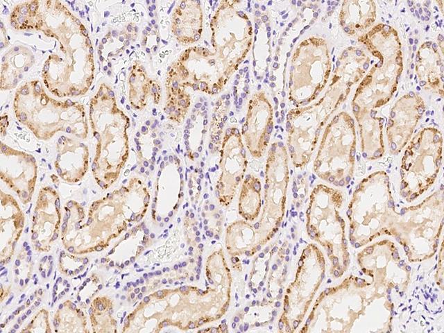 CEP68 Antibody - Immunochemical staining of human CEP68 in human kidney with rabbit polyclonal antibody at 1:100 dilution, formalin-fixed paraffin embedded sections.