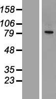 CEP68 Protein - Western validation with an anti-DDK antibody * L: Control HEK293 lysate R: Over-expression lysate