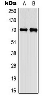 CEP70 Antibody - Western blot analysis of CEP70 expression in A549 (A); PC12 (B) whole cell lysates.