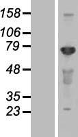 CEP72 Protein - Western validation with an anti-DDK antibody * L: Control HEK293 lysate R: Over-expression lysate