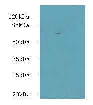 CEP76 Antibody - Western blot. All lanes: CEP76 antibody at 0.5 ug/ml+ 293T whole cell lysate Goat polyclonal to rabbit at 1:10000 dilution. Predicted band size: 74 kDa. Observed band size: 74 kDa.