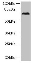 CEP76 Antibody - Western blot All lanes: CEP76 antibody at 0.5µg/ml + 293T whole cell lysate Secondary Goat polyclonal to rabbit IgG at 1/10000 dilution Predicted band size: 75, 66, 30 kDa Observed band size: 75 kDa