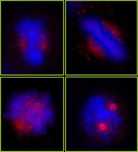 CEP78 / IP63 Antibody - Detection of Human CEP78 by Immunocytochemistry. Sample: NBF-fixed asynchronous HeLa cells. Antibody: Affinity purified rabbit anti-CEP78 used at a dilution of 1:250. Detection: Red-fluorescent goat anti-rabbit IgG highly cross-adsorbed Antibody Hilyte Plus 555 (A120-501E) used at a dilution of 1:100.