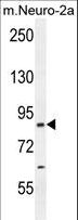 CEP89 Antibody - CCDC123 Antibody western blot of mouse Neuro-2a cell line lysates (35 ug/lane). The CCDC123 antibody detected the CCDC123 protein (arrow).