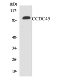 CEP95 / CCDC45 Antibody - Western blot analysis of the lysates from Jurkat cells using CCDC45 antibody.
