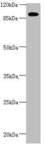 CEP95 / CCDC45 Antibody - Western blot All Lanes:CEP95 antibody at 2.67 ug/ml+ Mouse heart tissue Secondary Goat polyclonal to rabbit IgG at 1/10000 dilution Predicted band size: 96,77 kDa Observed band size: 95 kDa