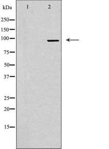 CEP95 / CCDC45 Antibody - Western blot analysis of extracts of HuvEc cells using CCDC45 antibody. The lane on the left is treated with the antigen-specific peptide.