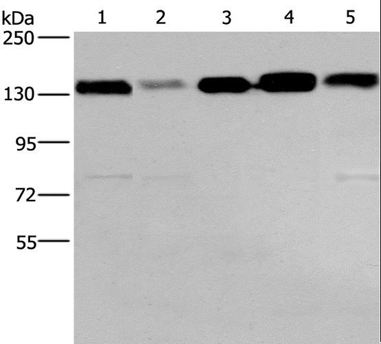 CEP97 Antibody - Western blot analysis of 293T, HeLa, PC3, LOVO and A172 cell, using CEP97 Polyclonal Antibody at dilution of 1:500.