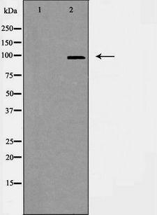 CEP97 Antibody - Western blot analysis of extracts of RAW264.7 cells using CEP97 antibody. The lane on the left is treated with the antigen-specific peptide.