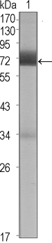 CER1 Antibody - Western blot using CER1 mouse monoclonal antibody against CER1 (aa18-267)-hIgGFc transfected HEK293 cell lysate (1).