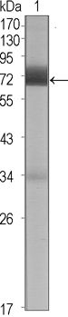 CER1 Antibody - CER1 Antibody in Western Blot (WB)