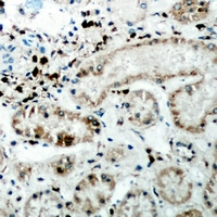 CER1 Antibody - Immunohistochemical analysis of CER1 staining in human kidney formalin fixed paraffin embedded tissue section. The section was pre-treated using heat mediated antigen retrieval with sodium citrate buffer (pH 6.0). The section was then incubated with the antibody at room temperature and detected using an HRP polymer system. DAB was used as the chromogen. The section was then counterstained with hematoxylin and mounted with DPX.