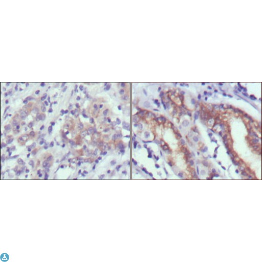 CER1 Antibody - Western Blot (WB) analysis using Cerberus Monoclonal Antibody against CER1 (aa18-267)-hIgGFc transfected HEK293 cell lysate (1).