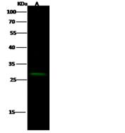 CER1 Antibody - Anti-CER1 rabbit polyclonal antibody at 1:500 dilution. Lane A: HEK293 Whole Cell Lysate. Lysates/proteins at 30 ug per lane. Secondary: Goat Anti-Rabbit IgG H&L (Dylight 800) at 1/10000 dilution. Developed using the Odyssey technique. Performed under reducing conditions. Predicted band size: 30 kDa. Observed band size: 28 kDa.