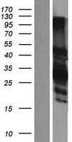 CER1 Protein - Western validation with an anti-DDK antibody * L: Control HEK293 lysate R: Over-expression lysate